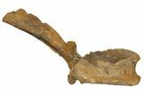 Hadrosaur (Edmontosaurus) Caudal Vertebra - South Dakota #145848-3